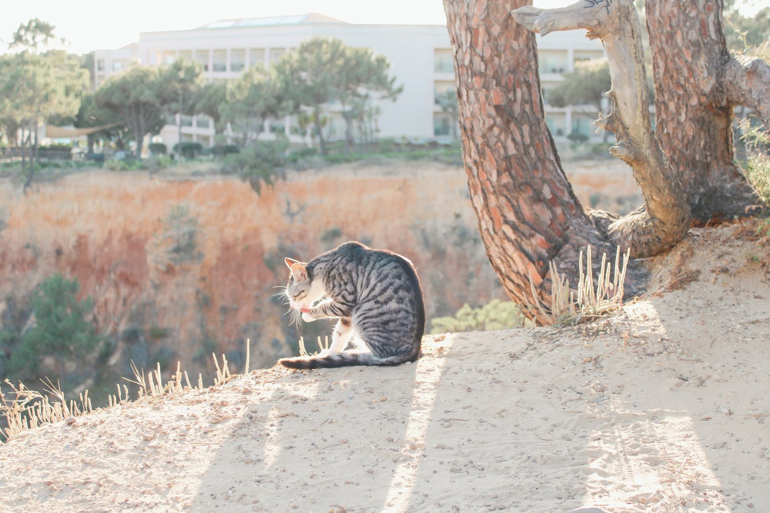 Cat by a pine tree on the Algarve cliffs