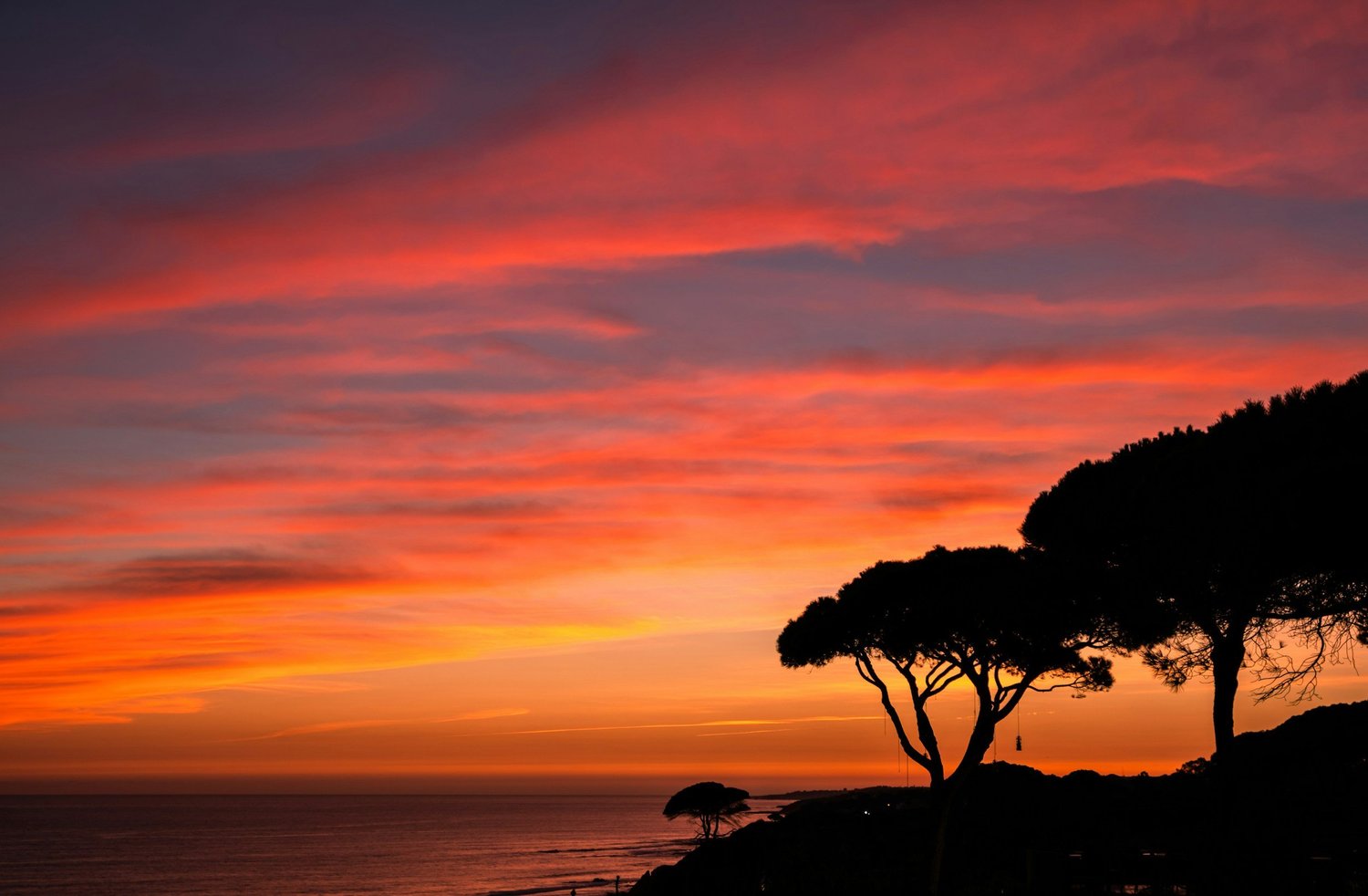 Algarve coastline sunset with pine trees